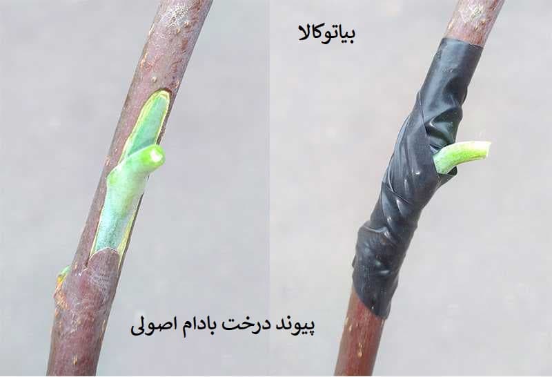 پیوند درخت بادام به صورت اصولی